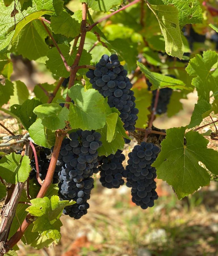 Le Richebourg - Charmant T2 Cosy, Tout Confort Gevrey-Chambertin Exterior foto